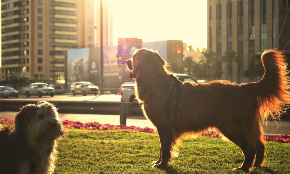 a couple of dogs that are standing in the grass
