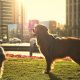 a couple of dogs that are standing in the grass