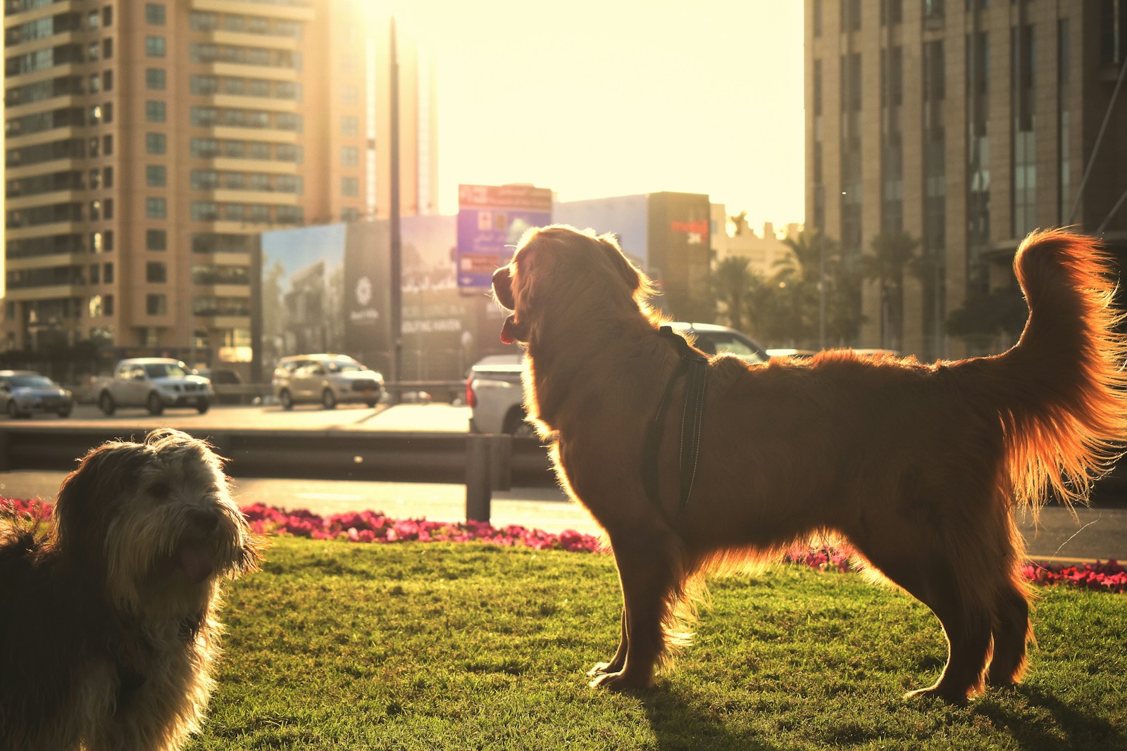 a couple of dogs that are standing in the grass